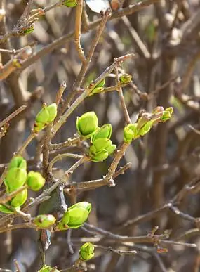 春天树木发芽了