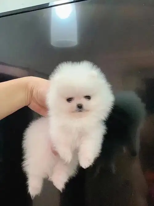 极品茶杯体博美茶杯犬顶级俊介白博美