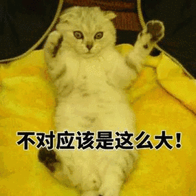 中国橘猫被误关集装箱运到米兰 带你去一场说走就走的旅行