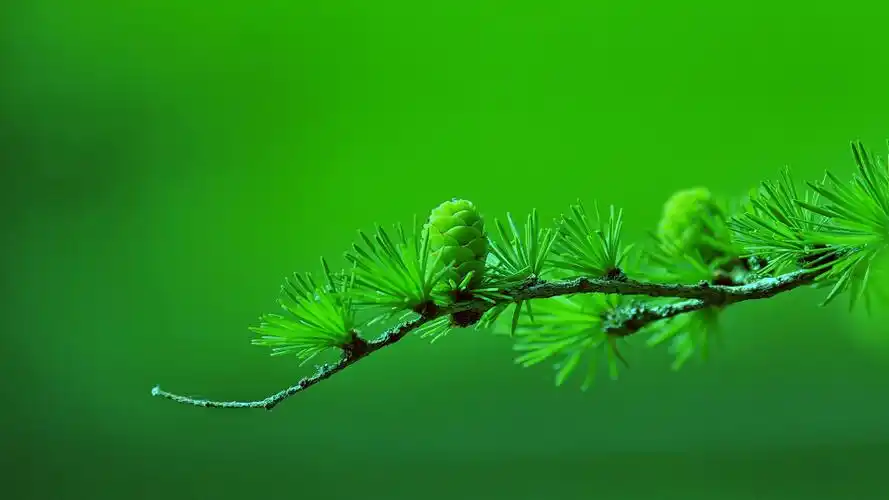 绿色意境(风景静态壁纸) - 静态壁纸下载 - 元气壁纸