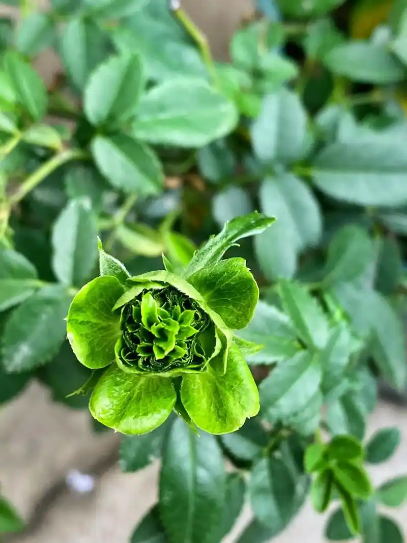 绿闪电月季花,你们没见过吧,我有0909,花语是纯真的爱情, - 抖音