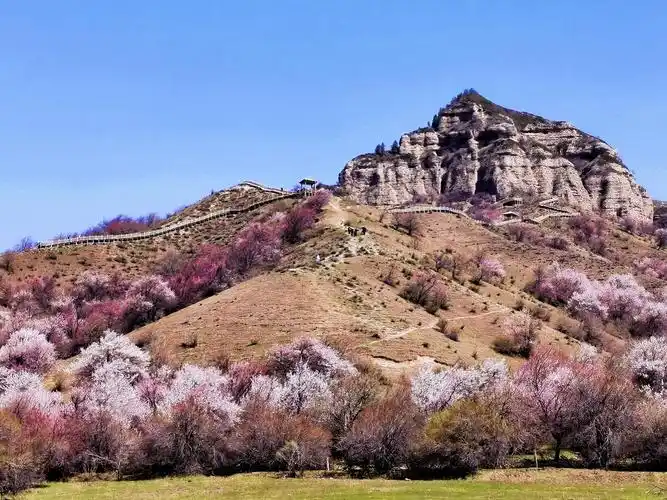 杏花怒放摄于新疆霍城中华福寿山大西沟
