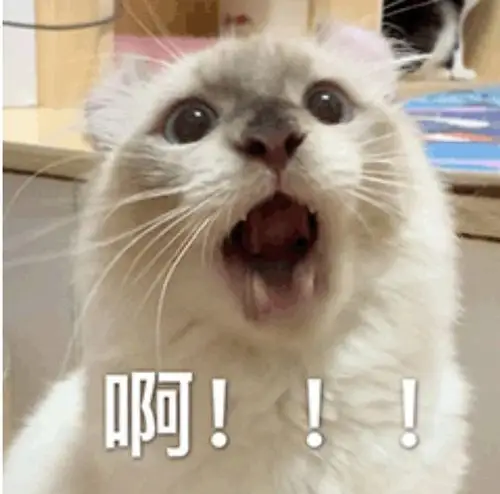 找一个猫咪大叫啊的表情包已找到