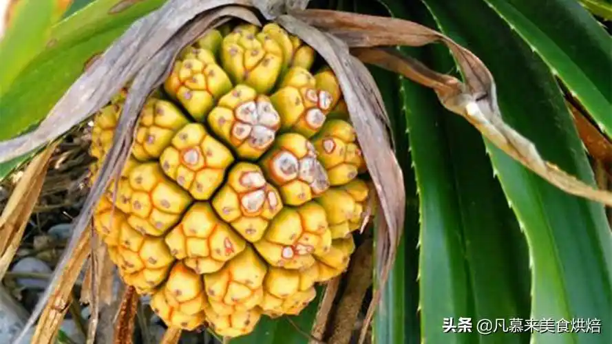 水果名称大全500种(各种水果名称及图片大全)