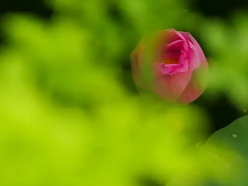 七宝荷花别样情