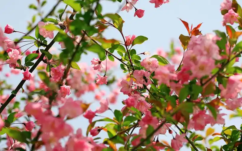 海棠树生长得很快,枝条生长得很长,并且十分的匀称