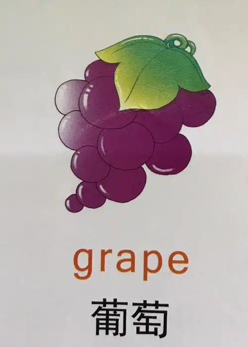 英语   葡萄 grape