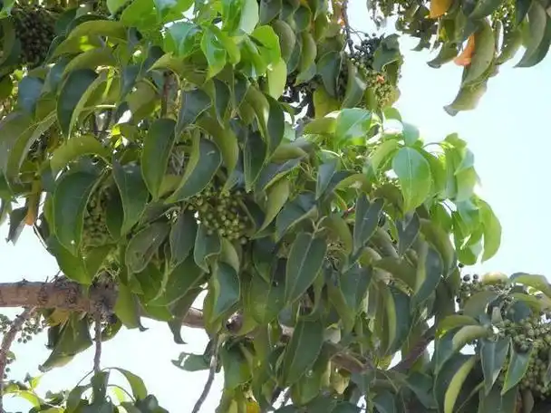 九成人都不懂"蟑螂天敌"是啥?家中有它,蟑螂"不见"了