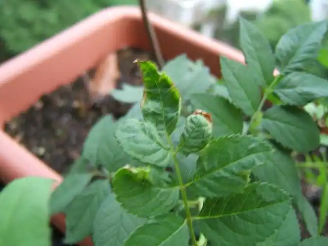 我家的藤本月季这是怎么啦?叶子卷了起来.是不是有什么病?要怎么办?