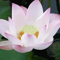 佛教中的圣物莲花图片头像_微信头像图片大全