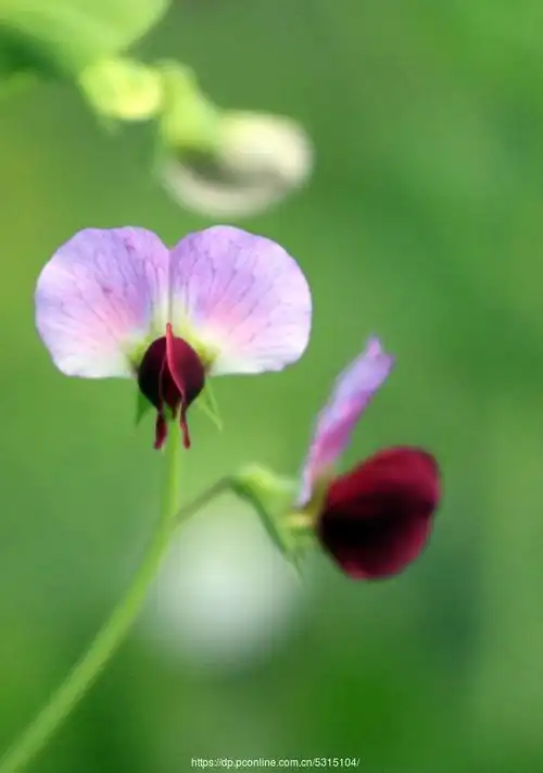 【豌豆开花摄影图片】生态摄影_太平洋电脑网摄影部落