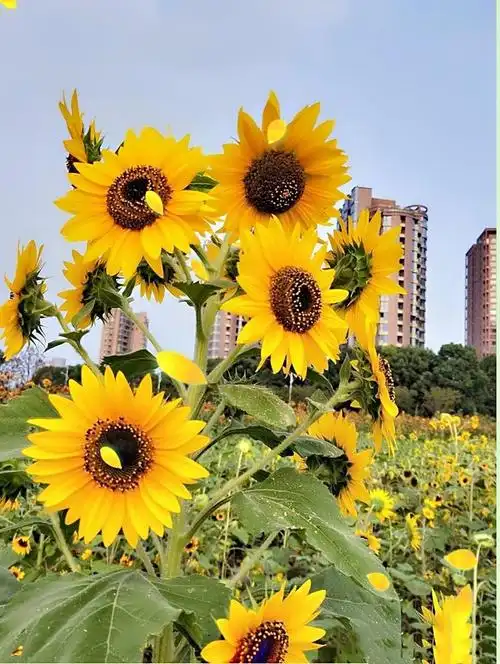 让生活充满阳光