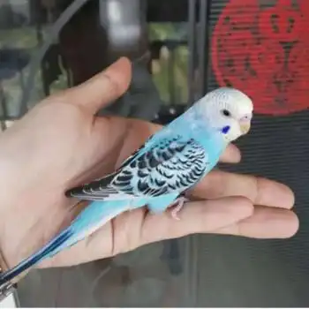 虎皮鹦鹉活鸟手养鸟会说话鹦鹉宠物鹦鹉活体鹦鹉送运输笼 【易说话鸟