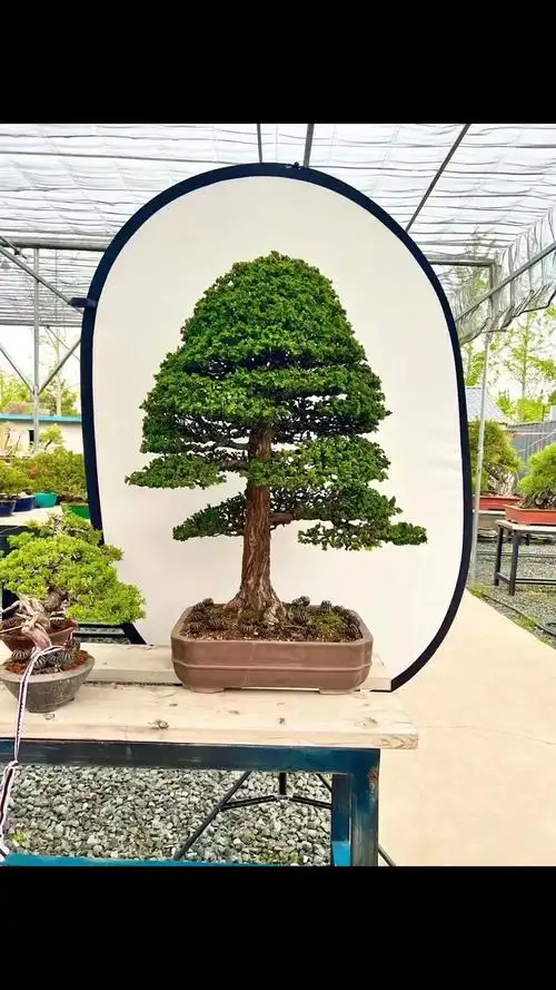 盆景#顶级石化桧和寸稍,世界数量屈指可数-度小视