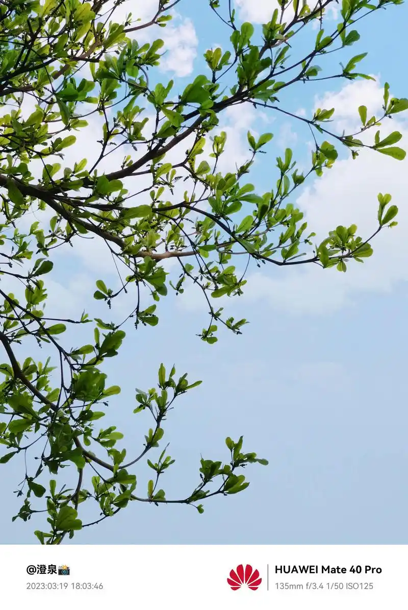 春风吹出嫩叶,桃花挂满枝头,鸭子春江游曳.出门感 - 抖音
