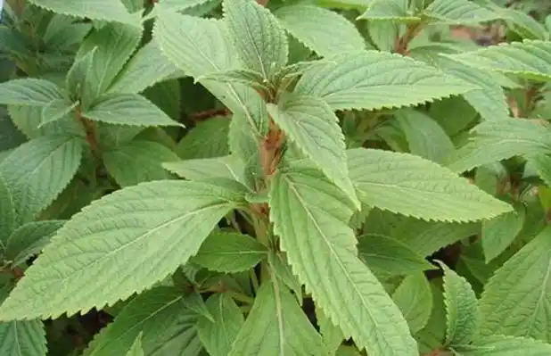 香茶菜的功效与作用