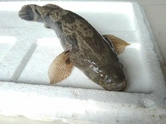 笋壳鱼是海鱼还是河鱼