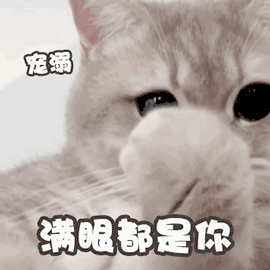 萌宠 猫星人 满眼都是你 开心 呆萌 可爱