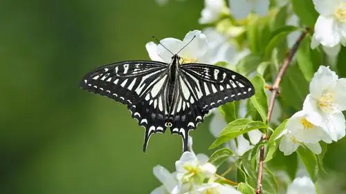 栖息的柑橘凤蝶壁纸