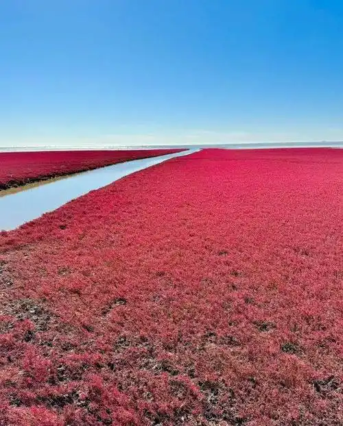 红海滩位于我国东北的某个海滨城市,这里是一处湿地
