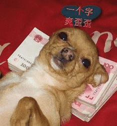 超搞笑狗狗表情合集,总有你喜欢的表情哦