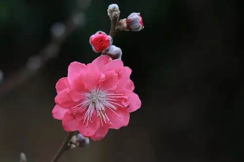梅花三弄去,桃花迎春来