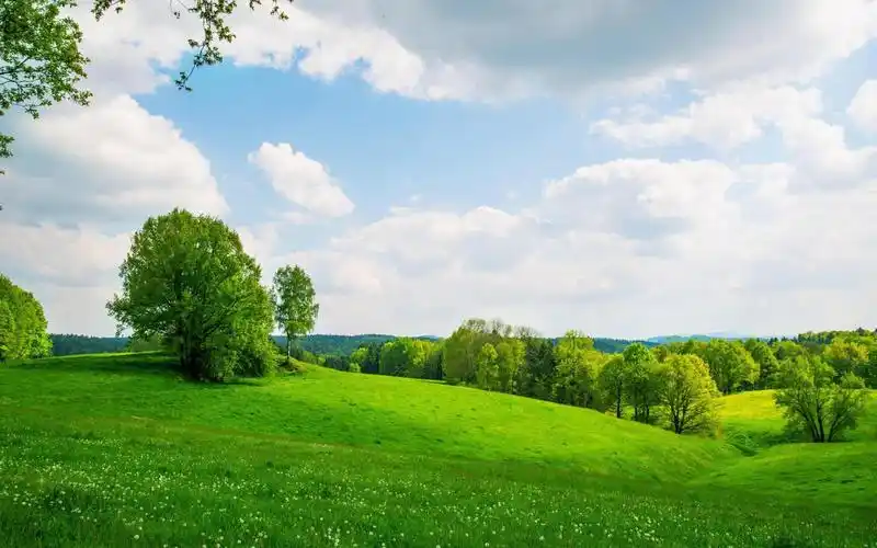 一片绿地(小清新静态壁纸) - 静态壁纸下载 - 元气壁纸