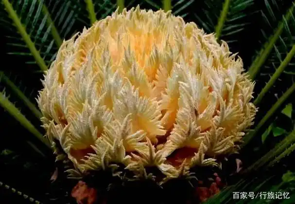 铁树开花耗千年?不存在的