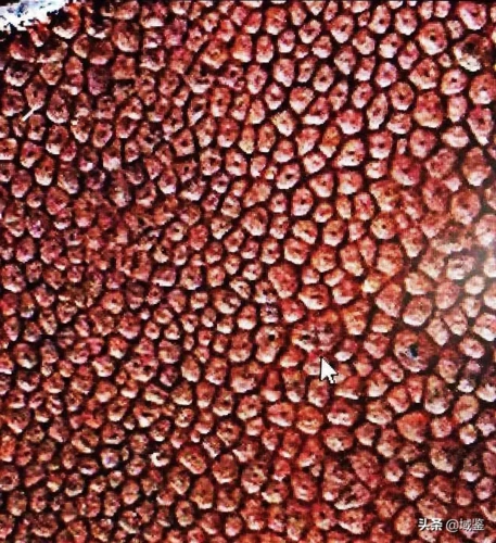 犀牛角鉴别方法(犀牛角的种类及鉴别方法)