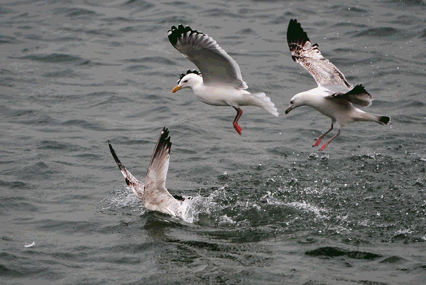青岛最美海鸥季!我只想和你一起,在这里"鸥"遇