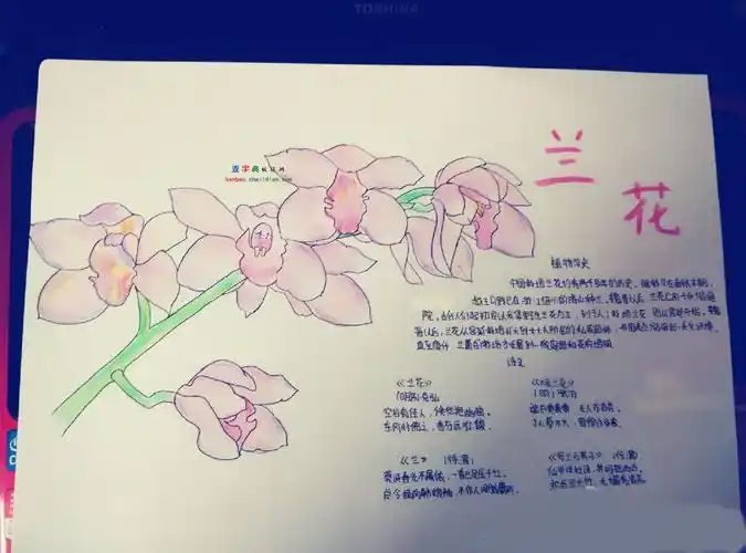 兰花手抄报