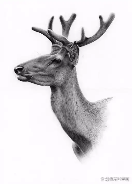 东北马鹿 素描 马鹿被分成了一些独立的种,东北马鹿在我国是最常见的