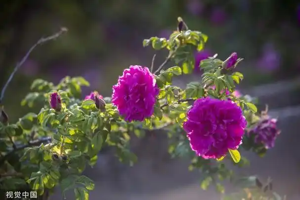 爱上济南,我们有100个理由