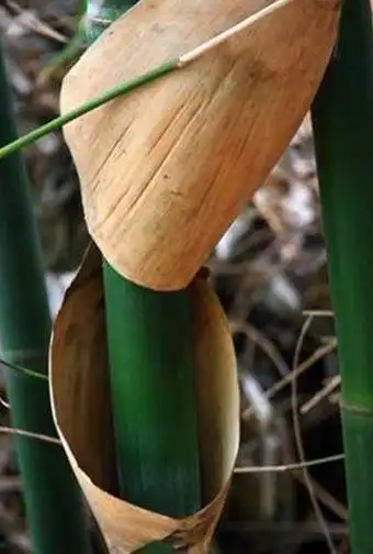 农村山上没人要的笋壳叶原来有这么多用途有人靠它来挣钱