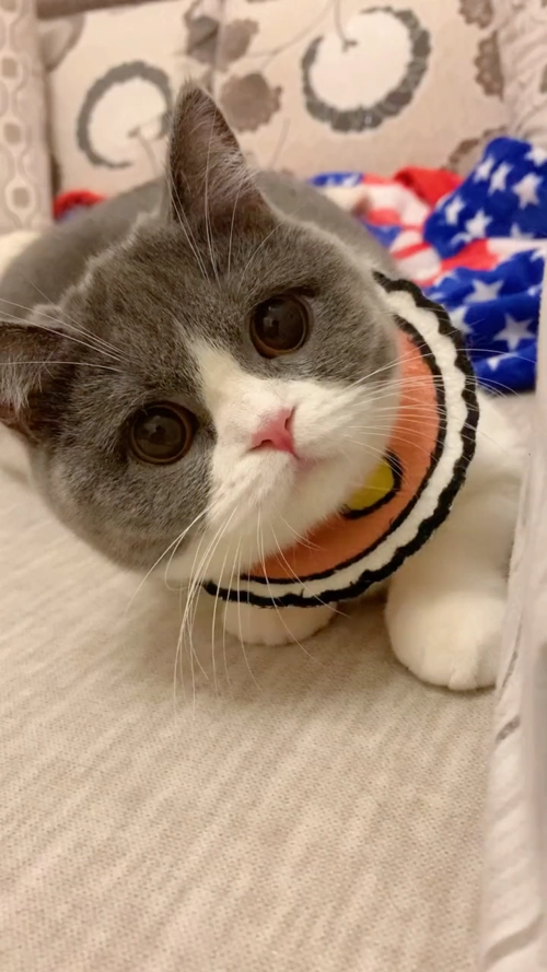 小猫咪歪头杀非静止画面萌化了