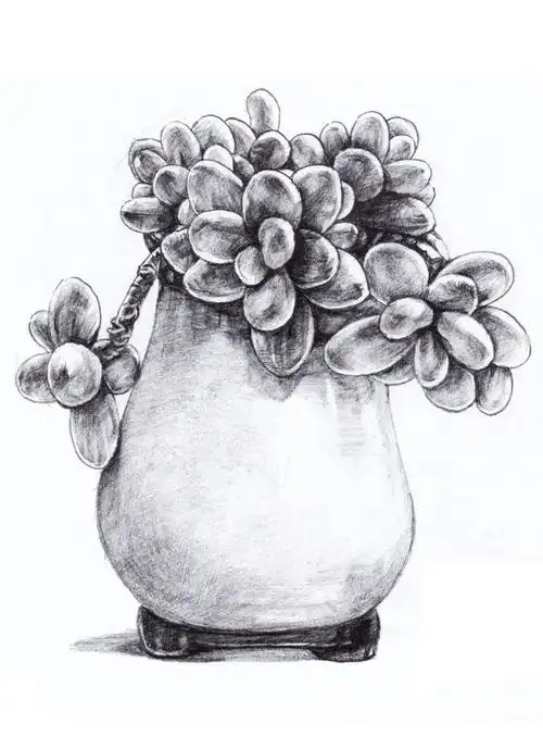 素材丨一组植物素描