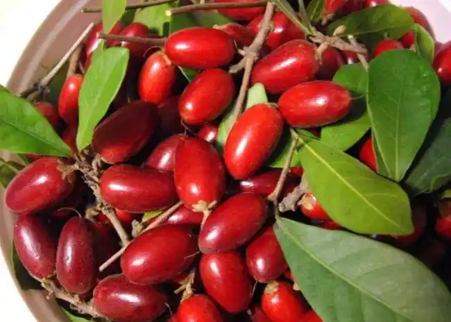 很多人都没见过这些水果古朴阿苏是世界上最稀有的十种水果之一,其