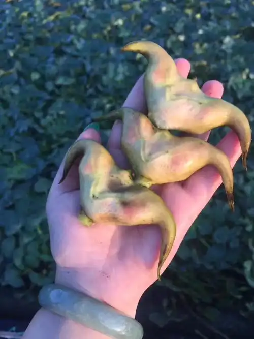 三垟黄菱已采摘