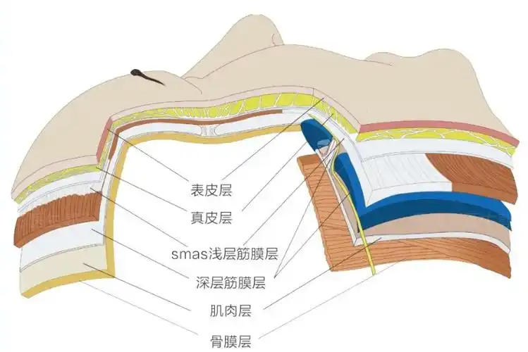 筋膜层在皮肤第几层图片