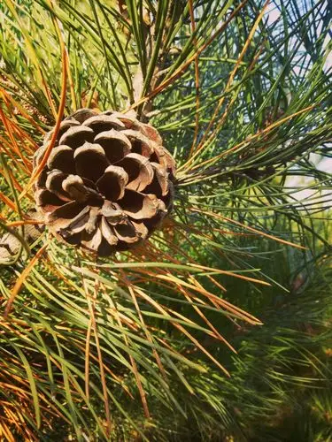 松树的果实也很有特点,它是一个椭圆形的,分成一层一层的花瓣.