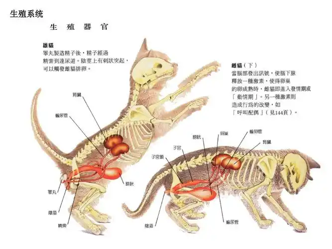 犬 解剖结构与生理习性 课程名称:宠物疾病诊治.