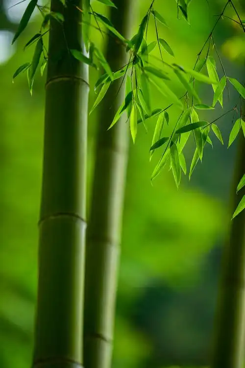 799_1200竖版 竖屏