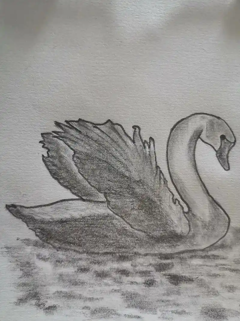 素描画贝加尔湖天鹅练习画