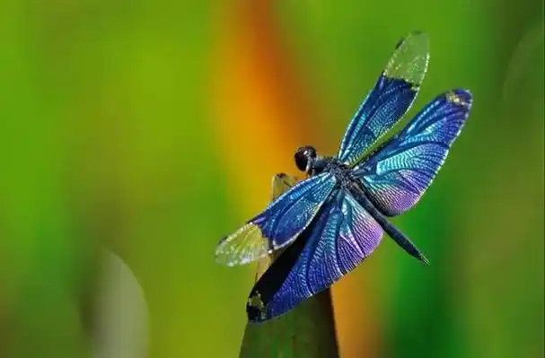 回顾:拇指长的小虫子一口吃一条鱼?它数量减少之后蜻蜓也少了?