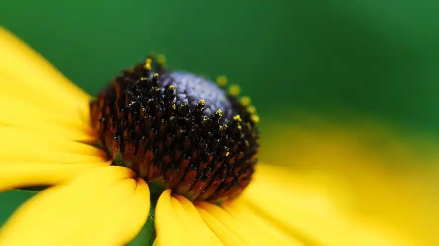 小清新静物写真 相关壁纸