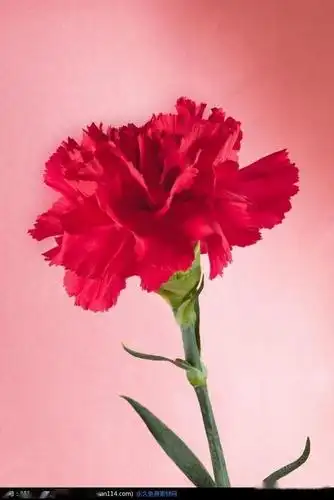 欢快健康平安每一天祝愿天下亲爱的母亲带给天下母开心和愉悦的心情愿