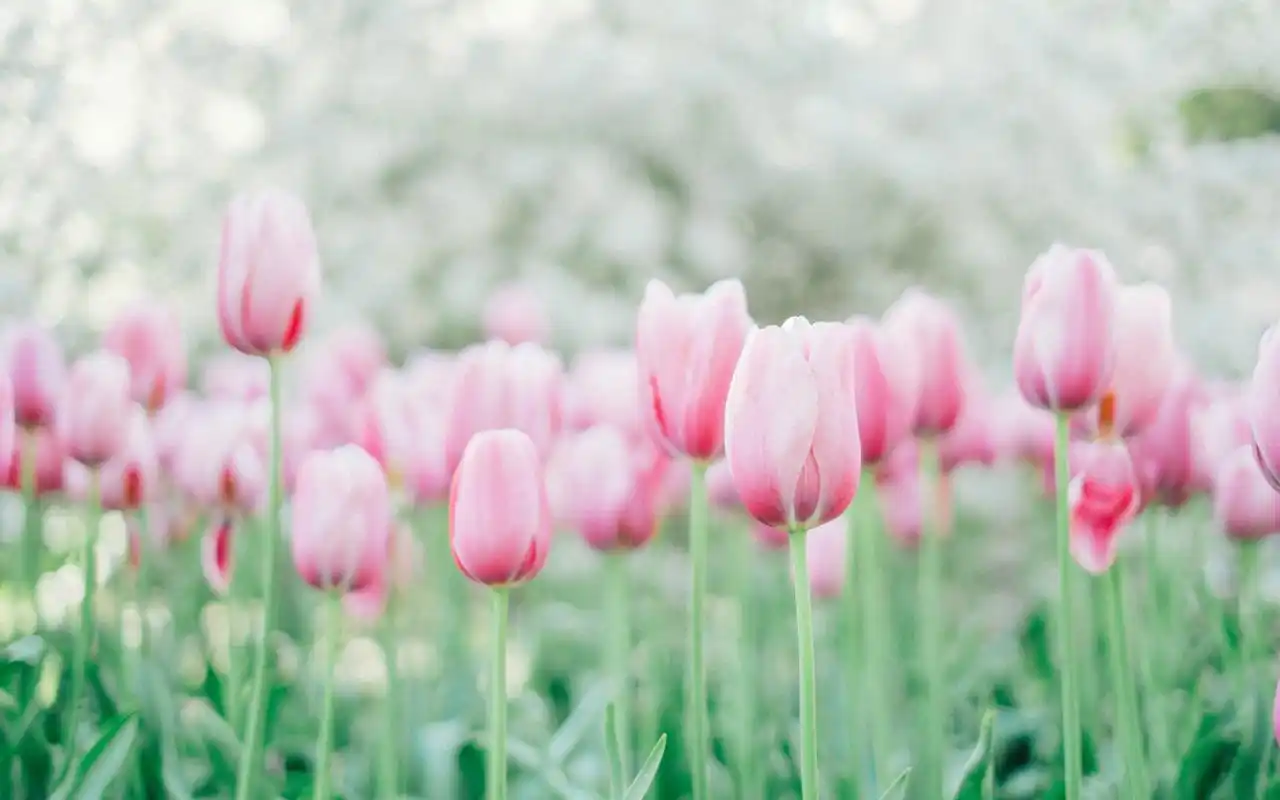 小清新自然花卉唯美花朵高清桌面壁纸