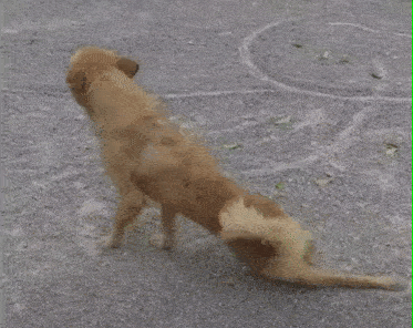 狗为什么老要装瘸腿?