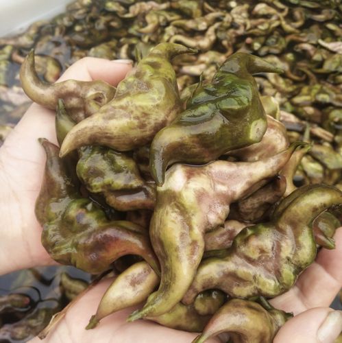 2022现摘洪湖新鲜菱角口感5斤包邮淡水鱼类