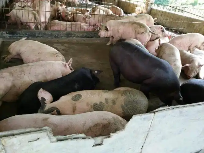 肥猪~黑猪~三杂~龙宝